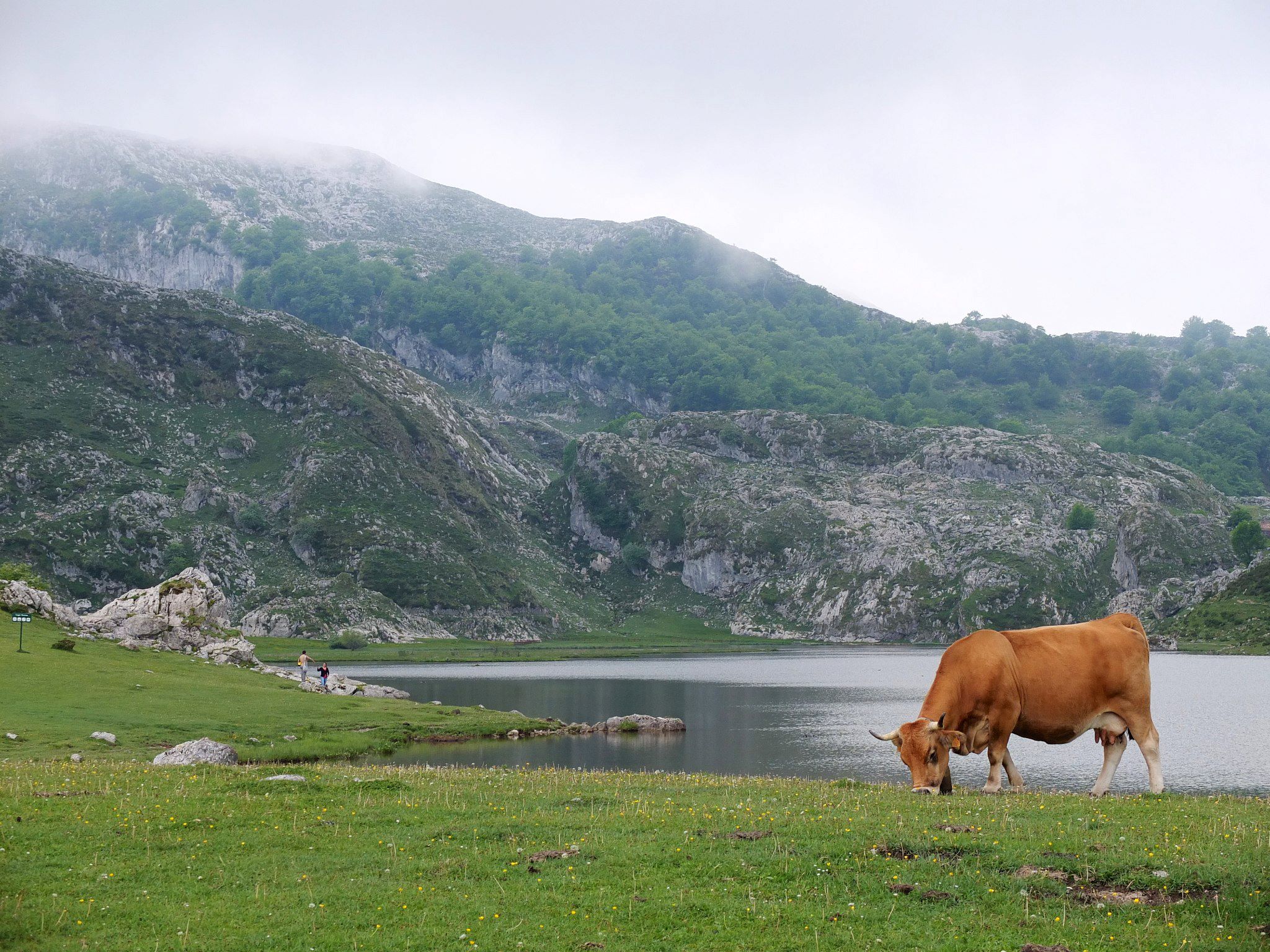 Cow grazing by Lagos Covadonga- Northern Spain Itinerary
