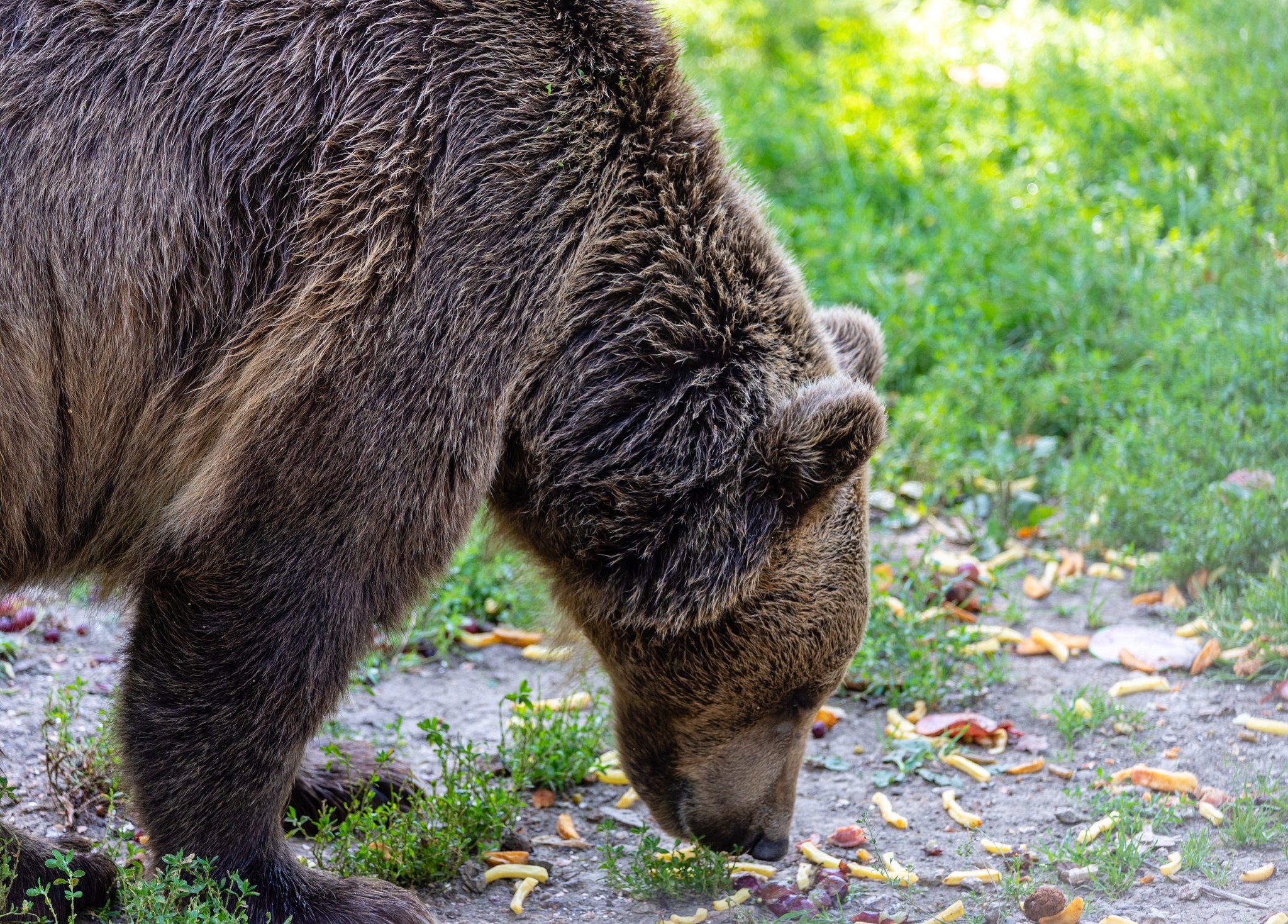 Brasov - Romania Brown Bear - European Summers