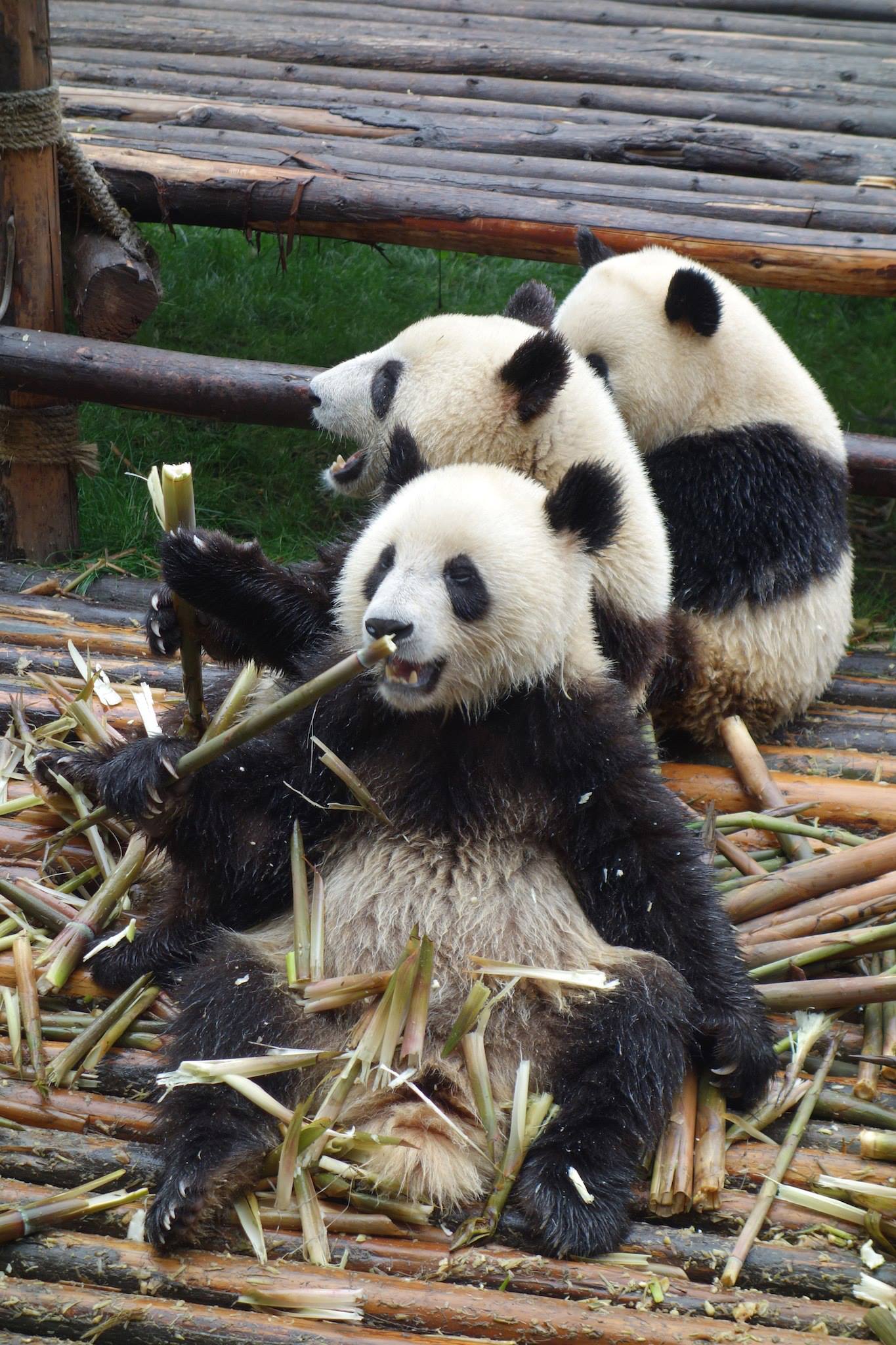 pandas in Chengdu