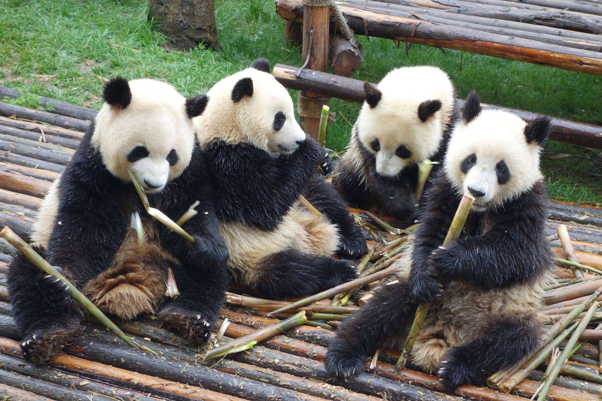 4 pandas enjoying a feast of bamboo