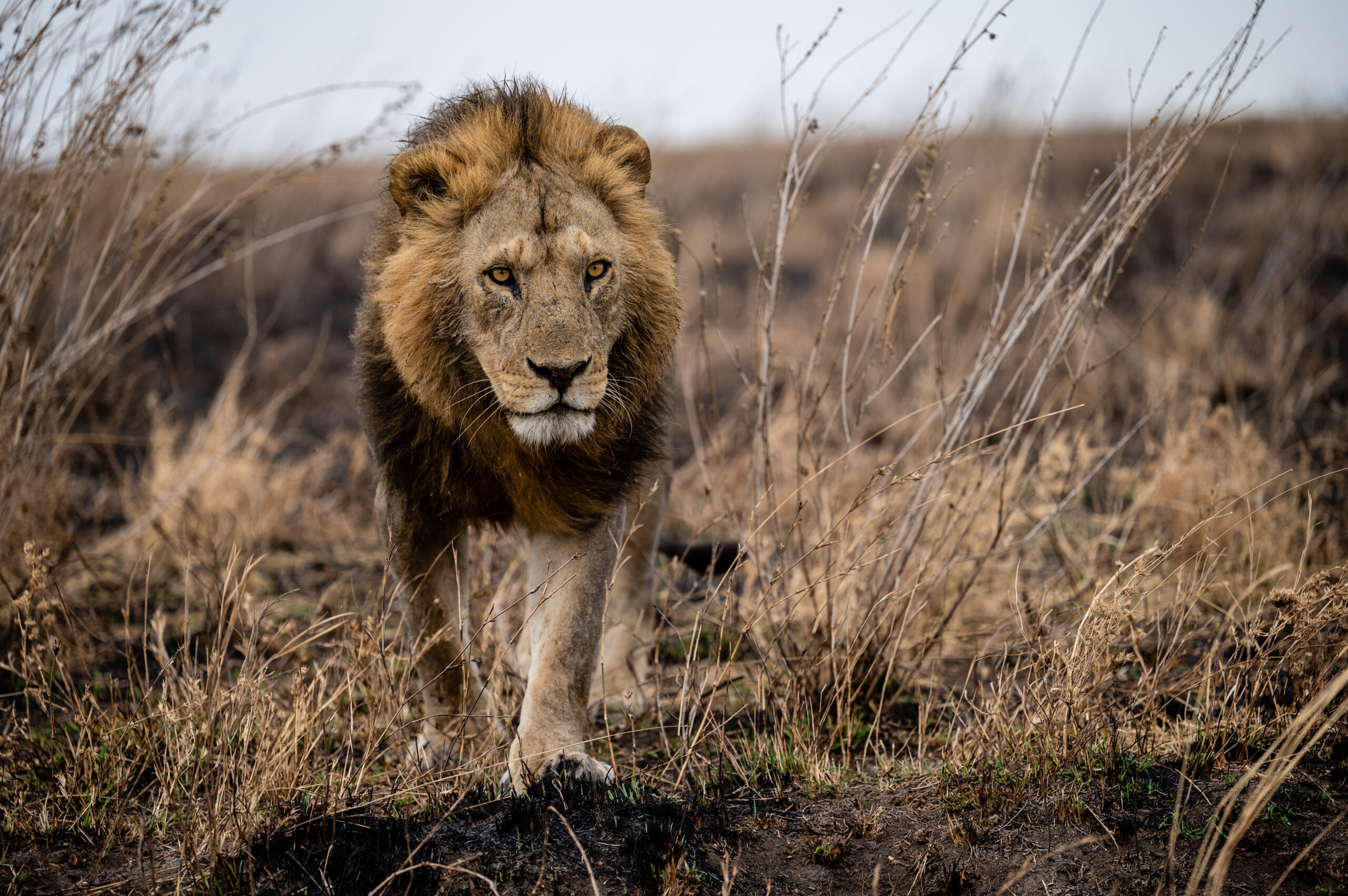 Lion in Serengeti