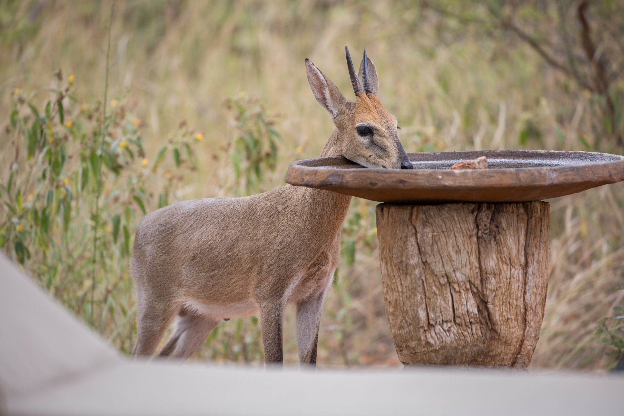 Things to do in Hoedspruit