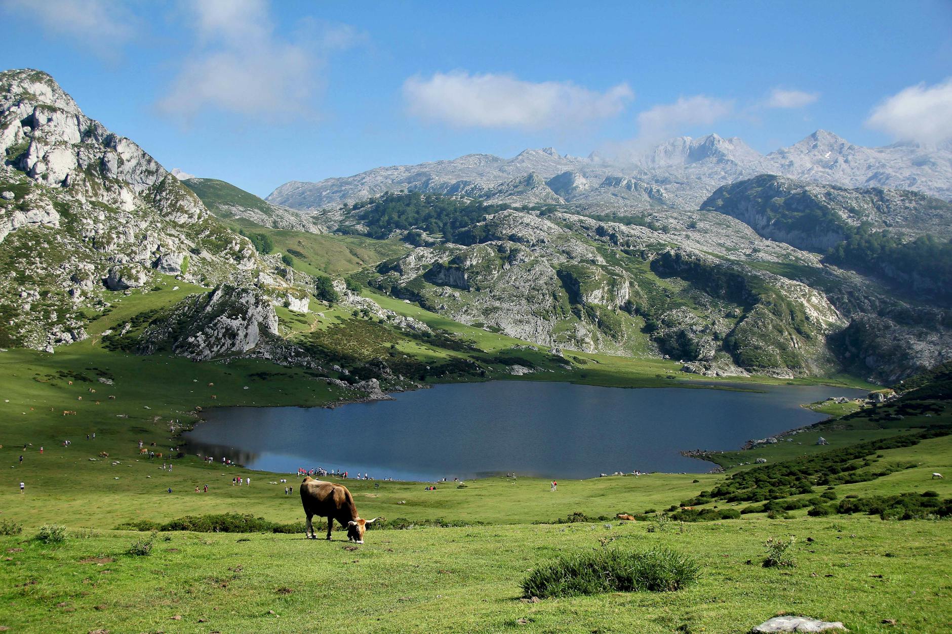 brown cow eating grass near lake
