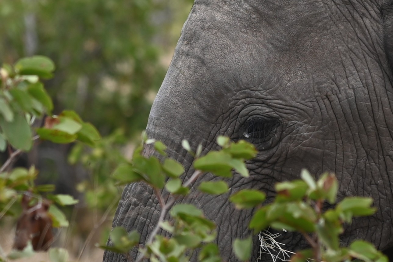 Elephant in Mapungubwe National Park