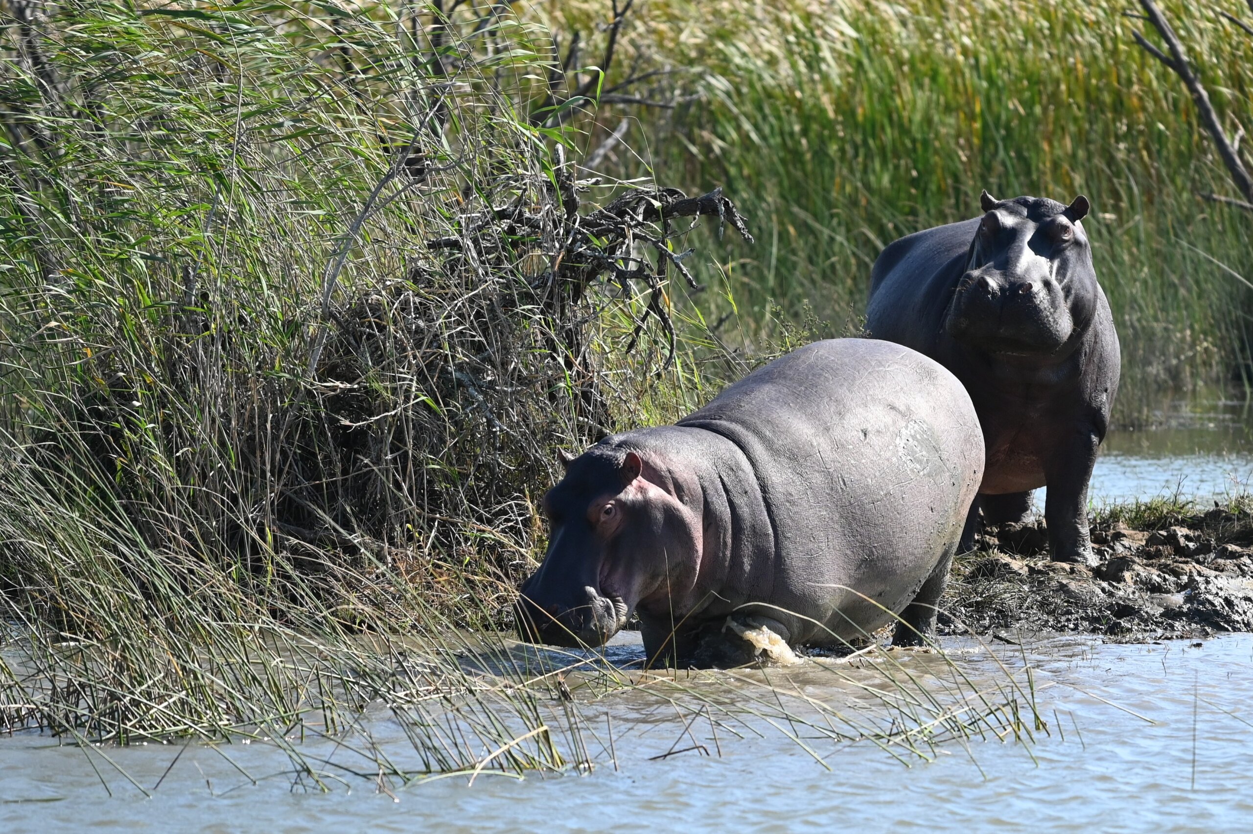 Hippos in Isimangalisu