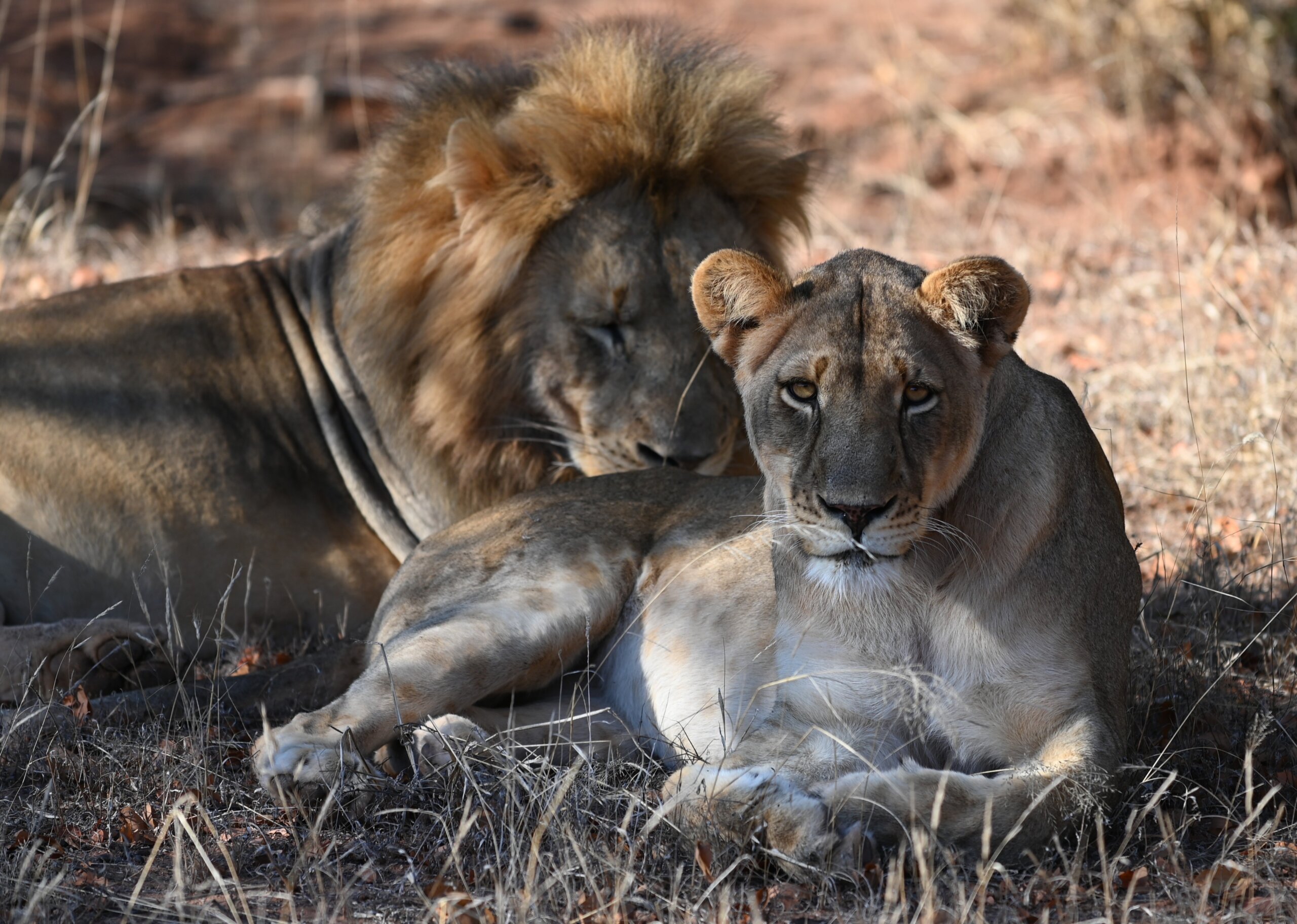 Conservation Safaris - Mapesu Private Game Reserve