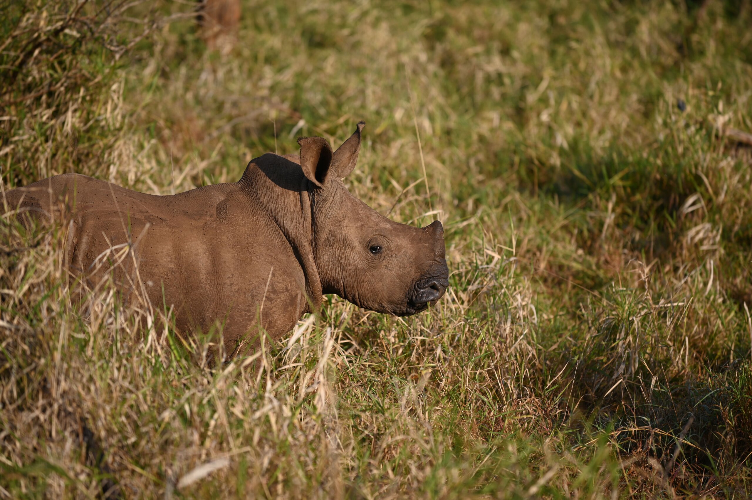 Baby rhino at rhino sands