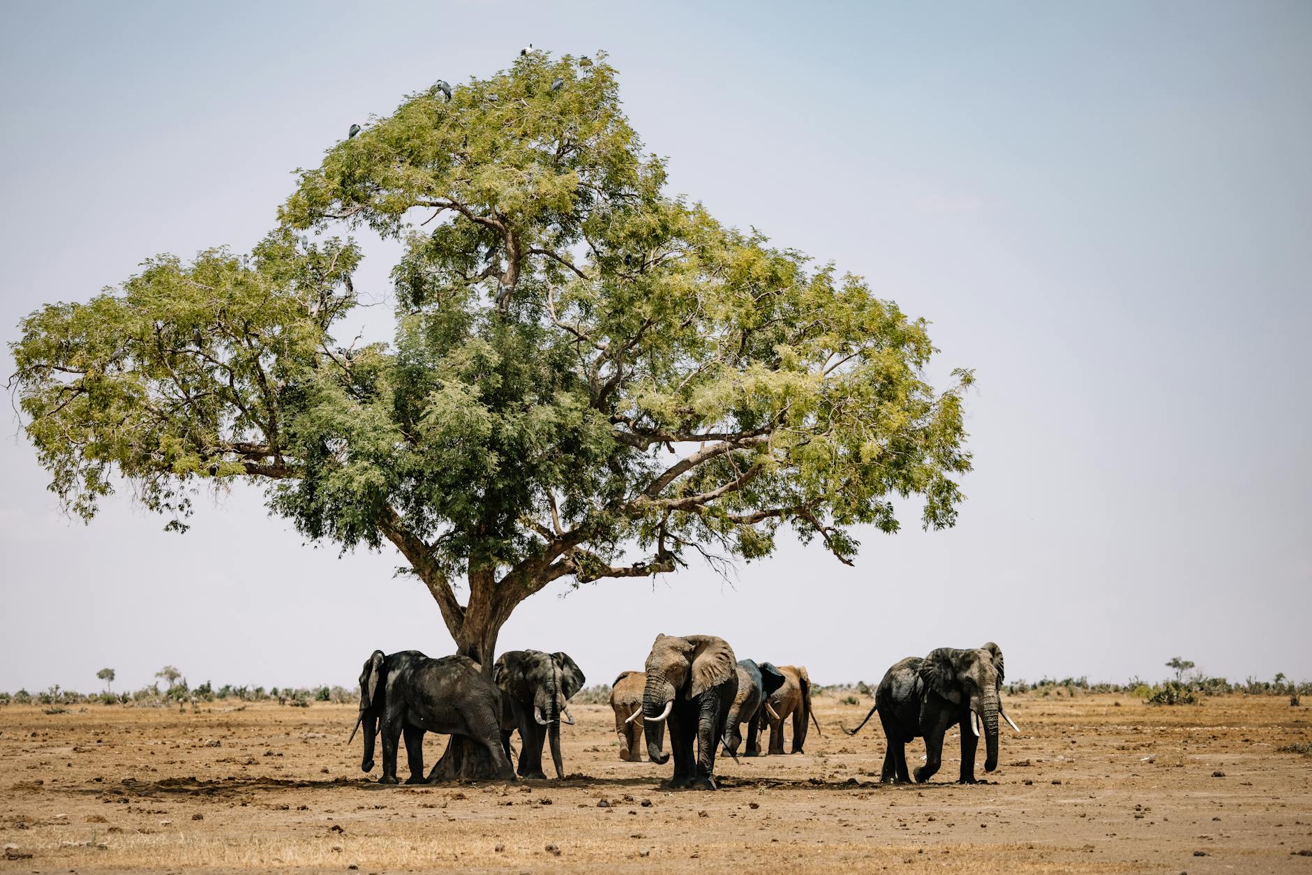 elephants on brown field