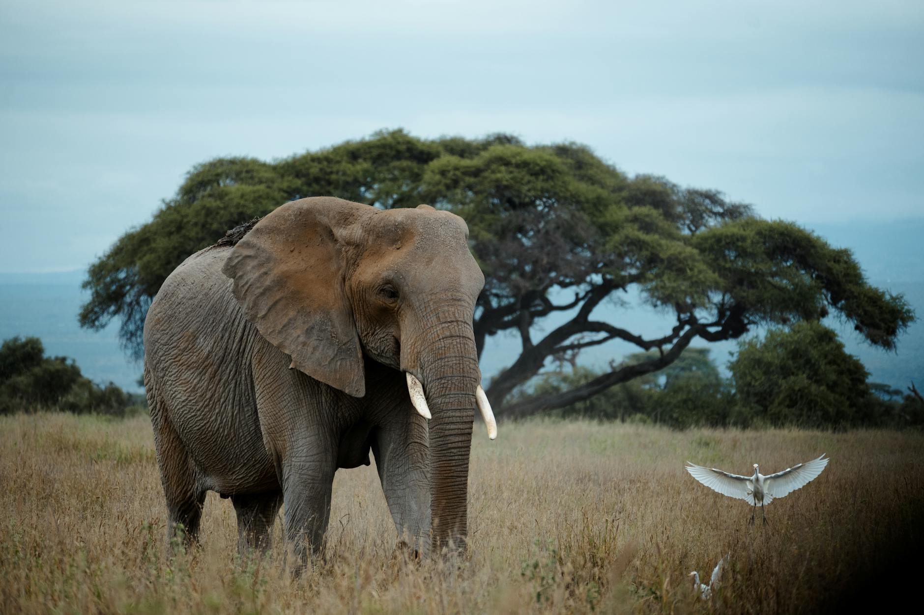 majestic african elephant in serengeti landscape St Lucia, South Africa