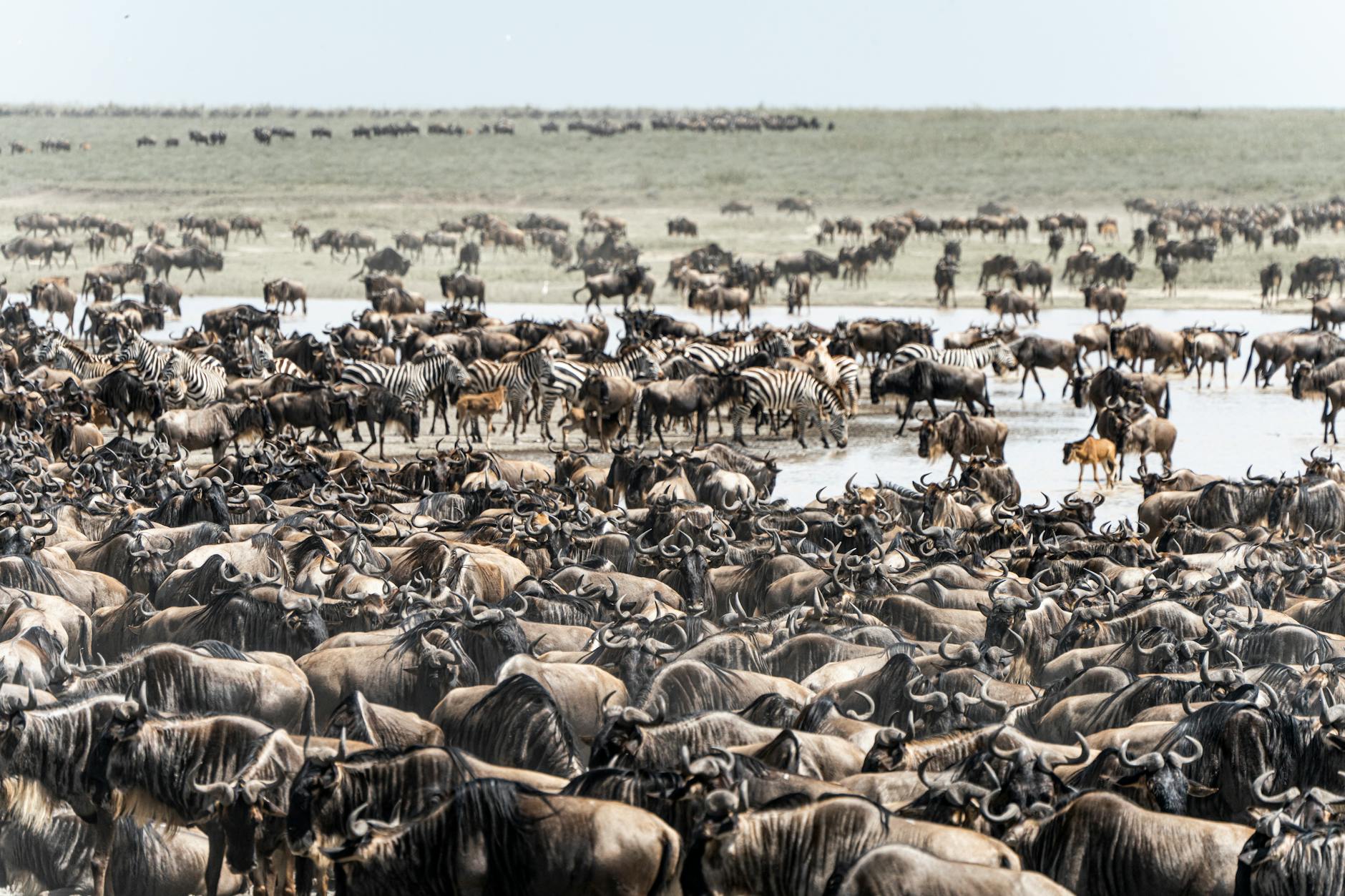 aerial view of herds of zebras and wildebeests